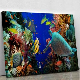 Tropical Anthias fish with net fire corals and shark on Red Sea reef Canvas Print or Poster (Type: Standard Framed Canvas Print, size: 28" x 20" / 70cm x 50cm (approx))