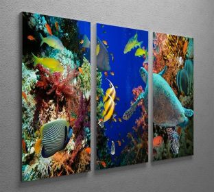 Tropical Anthias fish with net fire corals and shark on Red Sea reef 3 Split Panel Canvas Print (Type: Standard Framed Canvas Print (Split-Panel), size: Medium (48" x 32" Total))